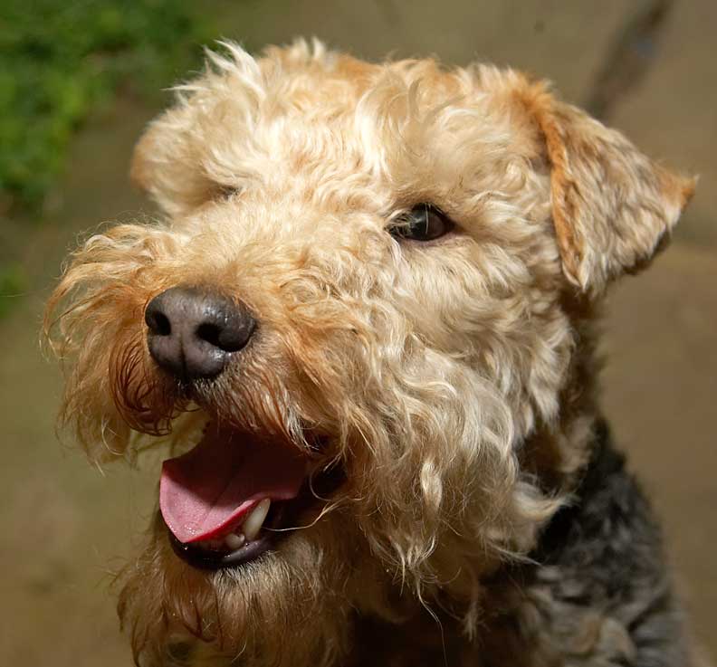 Alf