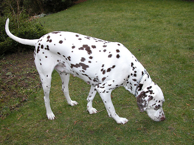 Cookie Having a Mooch