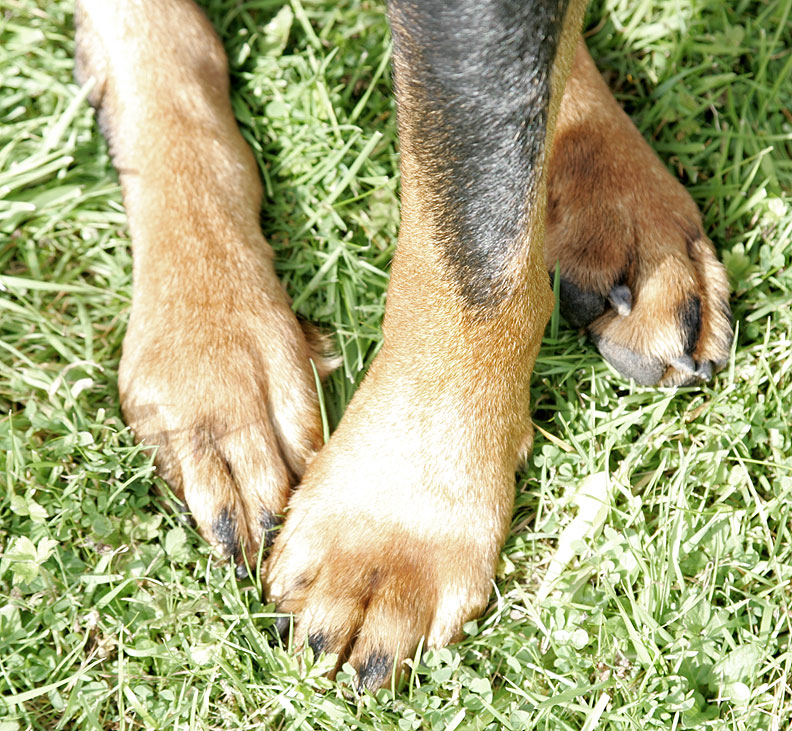 Three of Ronan's Paws
