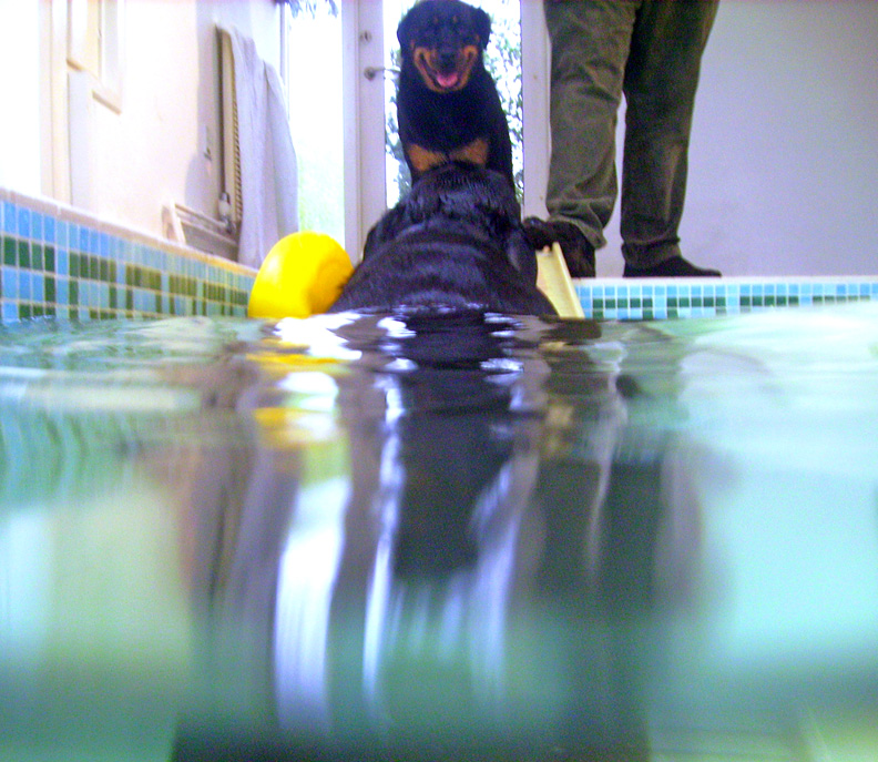 Ronan Going Up the Ramp to Missy