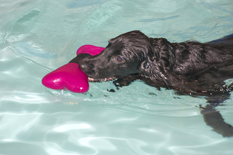 Frankie and the Floating Toy